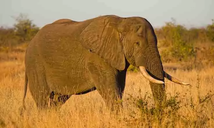 All About Elephant And Interesting Facts About Elephant